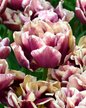 Луковица Тюльпан Виндхэм (3шт)