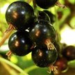 Саженец Смородина черная Нара С3 Н50