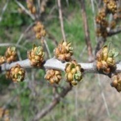 Саженец Облепиха Алей C3 Н20-40 мужской