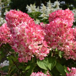 Гортензия метельчатая Diamant Rouge Р9