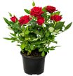 Роза Kordana Mix d10 h25/30