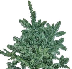 Ветка пихты Нобилис 