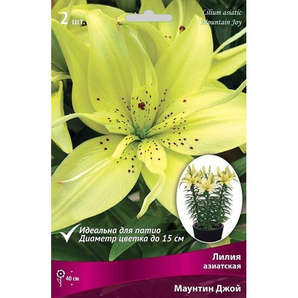 Купить Азиатские Лилии В Интернет Магазине