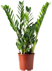 Замиокулькас Замифолия d12 h45