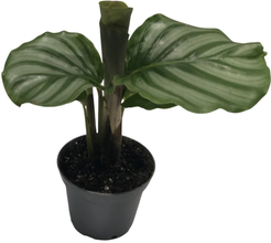 Калатея Орбифолия d7