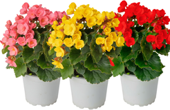 Бегония Рекс смесь, D12