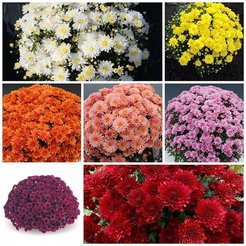 Хризантема Мультифлора d10