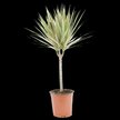 Драцена Bicolor Single Stem d12 h40