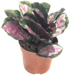 Калатея Розеопикта d11