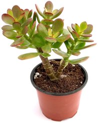 Крассула Минор d5,5 h10