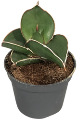 Сансевиерия Эренберга Самурай d7