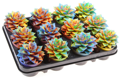 Эхеверия Хамелеон d8,5 h10