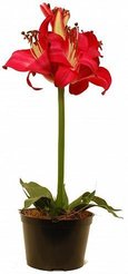 Растение иск.Амарилис Баваль 50см 18880