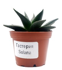 Гастерия D7 H8-10см