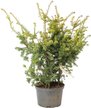 Тис ягодный Elegantissima C4 h35-45см w40-50см