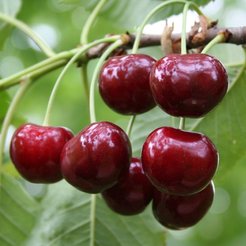 Саженец Вишня Шоколадница 2-летний С 6л