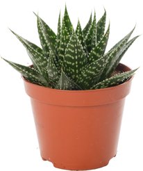 Алоэ остистое d9