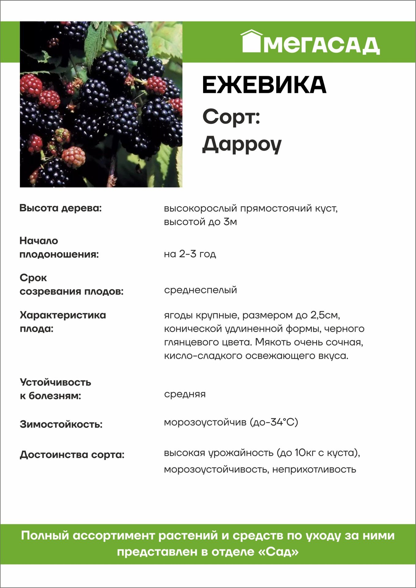 Саженец Ежевика Дороу С 1,5л 393450 купить с доставкой в МЕГАСТРОЙ Саранск