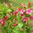 Вейгела Bristol Ruby С2 Н30
