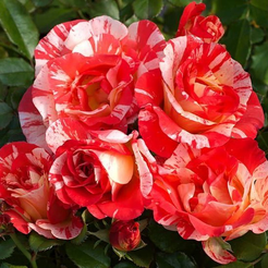 Роза шраб Alfred Sisley С3