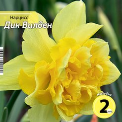 Луковица Нарцисс Дик Вилден 2шт