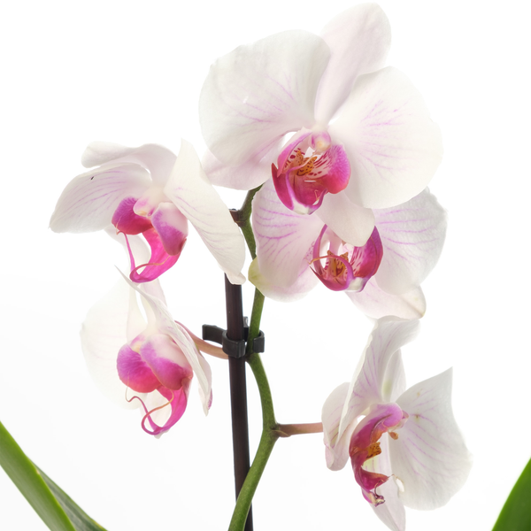 Орхидея Фаленопсис Микс 1 ветка d12