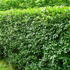 Бирючина С2 h40см