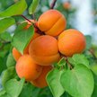 Саженец Абрикос Графиня (в сетке с комом)
