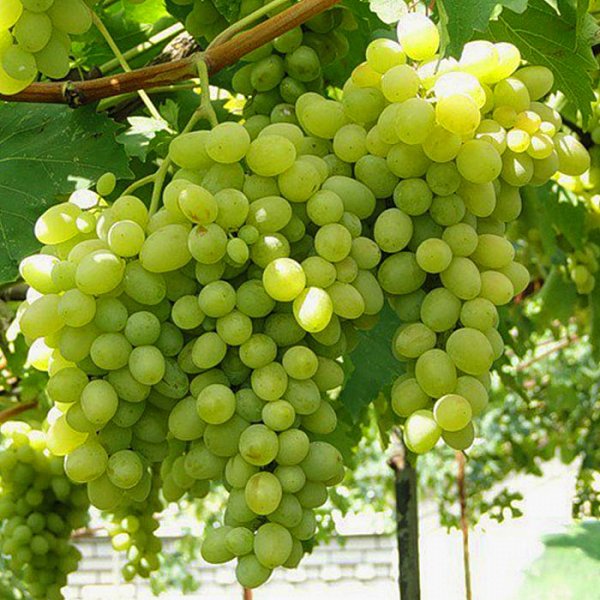 Виноград плодовый Августин 2-летка (светлый ) С2