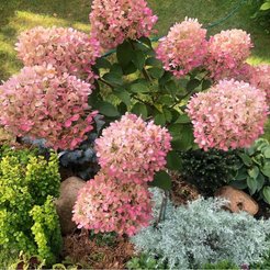 Гортензия метельчатая Bobo Р9