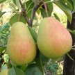 Саженец Груша Чижовская 1-летка ЗКС С3л