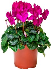 Цикламен d15 h25