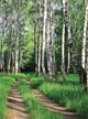 Фотообои Тропинка в роще 200х270см виниловые на флизелиновой основе