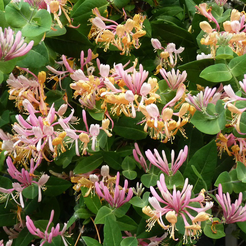 Жимолость вьющаяся Caprifolium С2 h50см