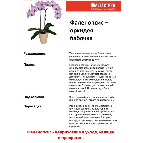 Орхидея Фаленопсис микс 1ветка