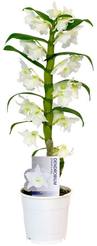Орхидея Дендробиум Nobile Cultivars White d12 h55