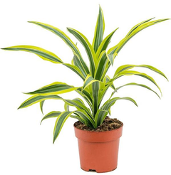 Драцена лемон лайм d10,5см h25-40см