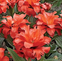 Луковица Тюльпан Дабл Ред Райдинг Худ (3шт)