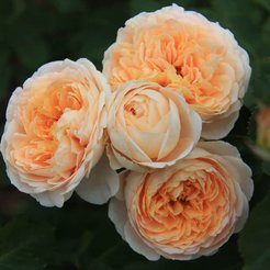 Роза чайно-гибридная Dany Hahn С3