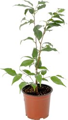 Фикус benjamina d12
