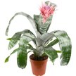 Эхмея Fasciata Primera d15 h70