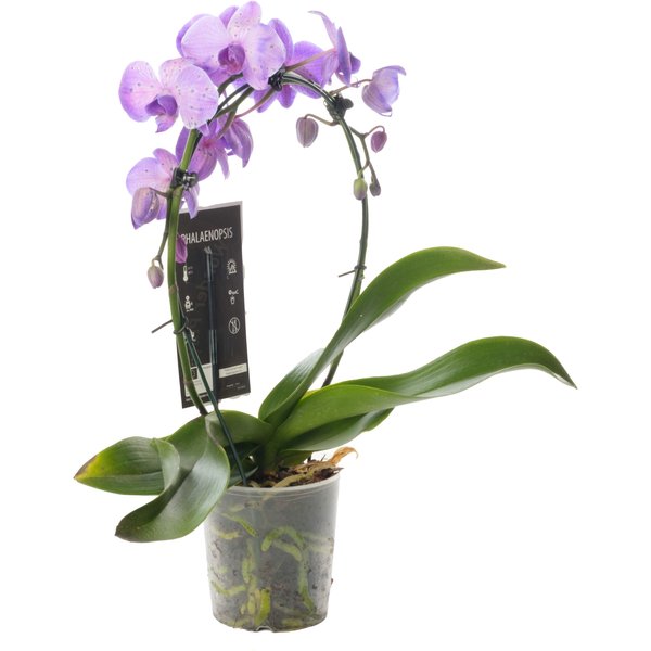 Орхидея фаленопсис зеркало 2рр (крашеный) d12 h45-50