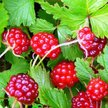 Саженец Княженика Астра С2 Н20