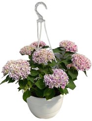 Гортензия крупнолистная Кашпо Д23 