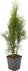 Туя западная Smaragd P9 25-30см