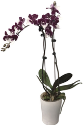 Фаленопсис Полка 2 ст, d9