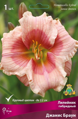 Корневище Лилейник гибридный Джанис Браун 1шт