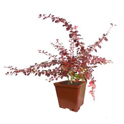 Барбарис Тунберга Atropurpurea С2 h40см