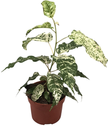 Фикус Сноушторм d9