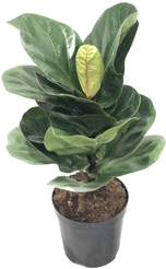 Фикус лирата Бамбино d14